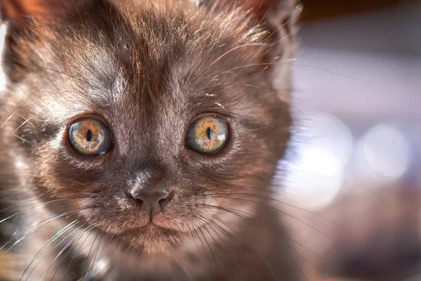 귀여운 고양이가 노느라 바쁩니다 — 스톡 사진
