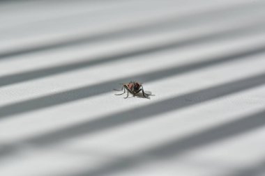 Büyük sinek pencere eşiğinde dinleniyor.