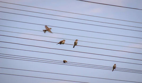 電線の上に安らかな雀 — ストック写真