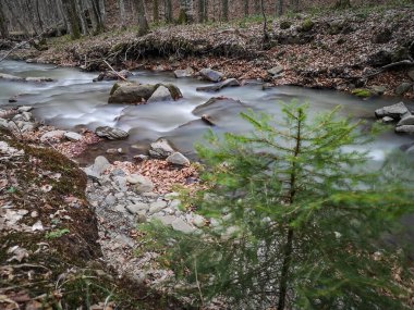 Bahar Ormanı 'ndaki fırtınalı nehir.