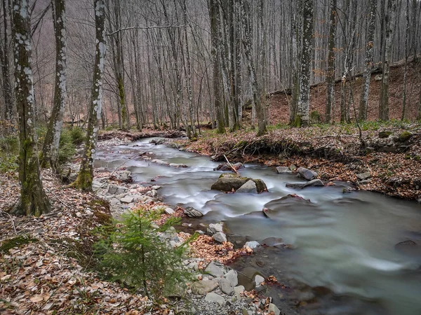 Fiume Tempestoso Nella Foresta Montana Primaverile — Foto Stock