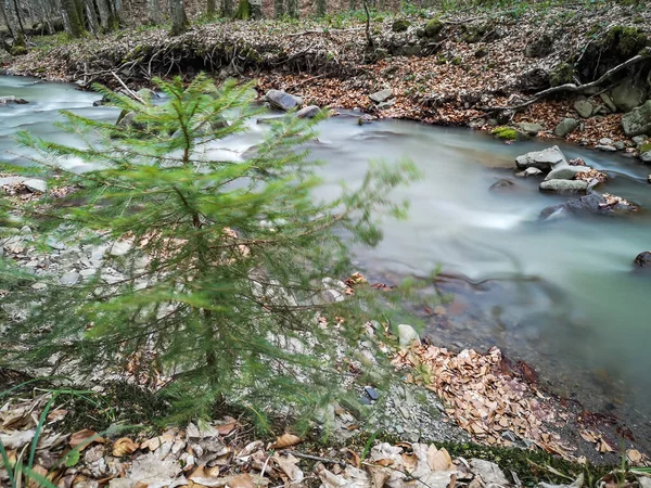 Бурная Река Весеннем Горном Лесу — стоковое фото