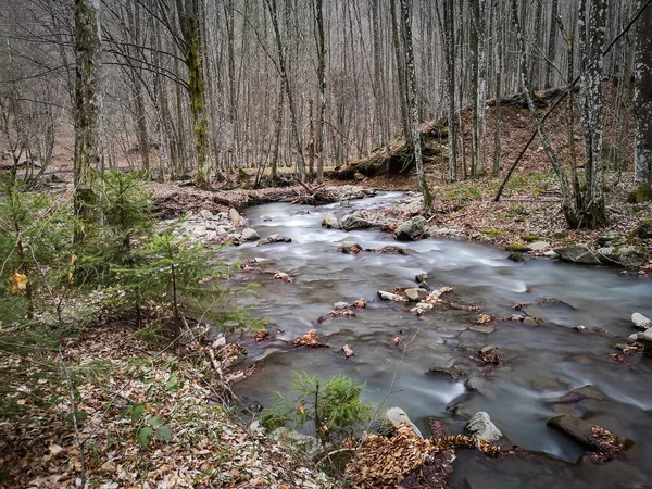 Fiume Tempestoso Nella Foresta Montana Primaverile — Foto Stock