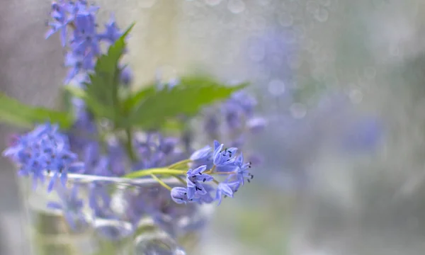 Yumuşak Bahar Ormanlarının Mavi Çiçekleri — Stok fotoğraf