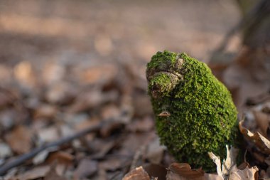 Yeşil kaniş denilen manzara 