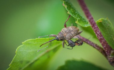 Buğday biti ve karınca bir bitkide