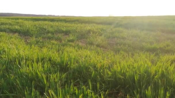 Campos Primavera Con Brotes Verdes Una Nueva Cosecha Grano — Vídeos de Stock