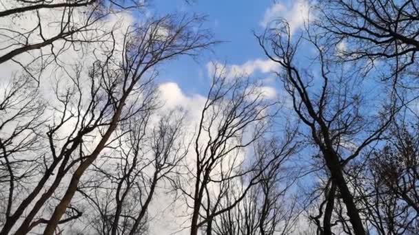 Високі Дерева Тлі Весняного Неба — стокове відео