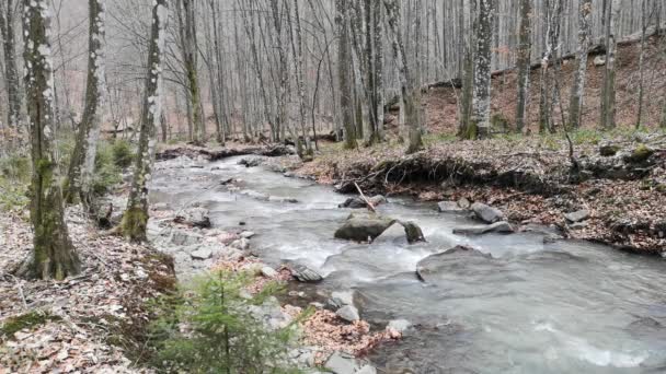 Rio Tempestuoso Floresta Montanha Primavera — Vídeo de Stock