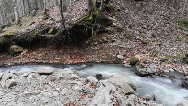 Ποταμός Stormy Στο Ορεινό Δάσος Άνοιξη — Αρχείο Βίντεο