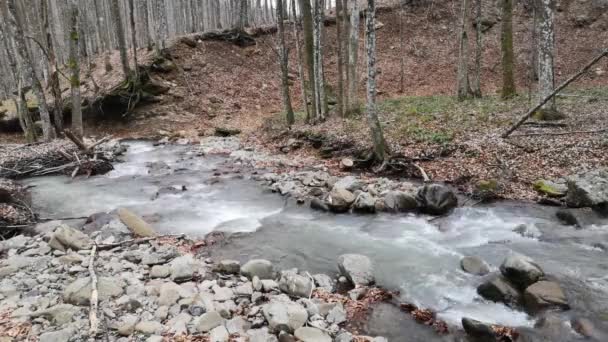 Bouřlivá Řeka Jarním Horském Lese — Stock video