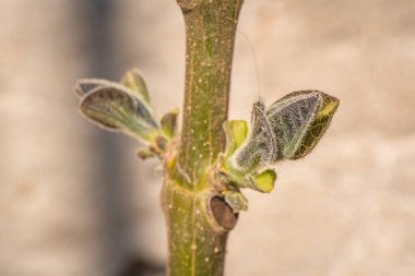 Paulownia 'nın en hızlı büyüyen ağacının gövdesinde yeni bir yaprak.