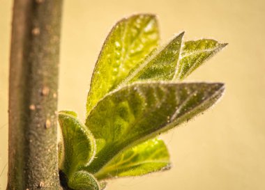 Paulownia 'nın en hızlı büyüyen ağacının gövdesinde yeni bir yaprak.