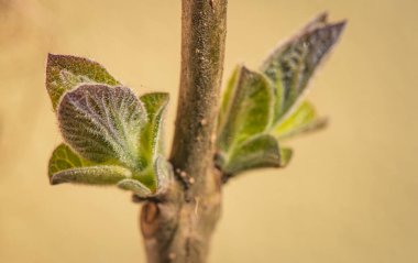 Paulownia 'nın en hızlı büyüyen ağacının gövdesinde yeni bir yaprak.
