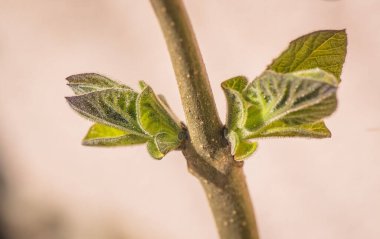 Paulownia 'nın en hızlı büyüyen ağacının gövdesinde yeni bir yaprak.