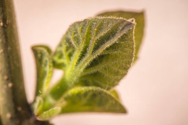 Paulownia 'nın en hızlı büyüyen ağacının gövdesinde yeni bir yaprak.