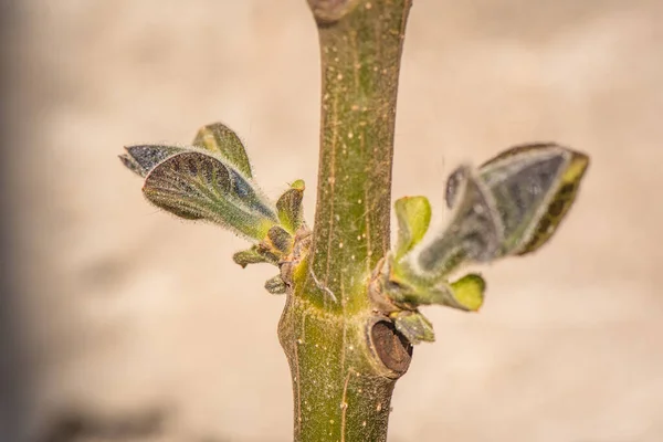 Nova Folha Tronco Árvore Crescimento Mais Rápido Mundo Paulownia — Fotografia de Stock