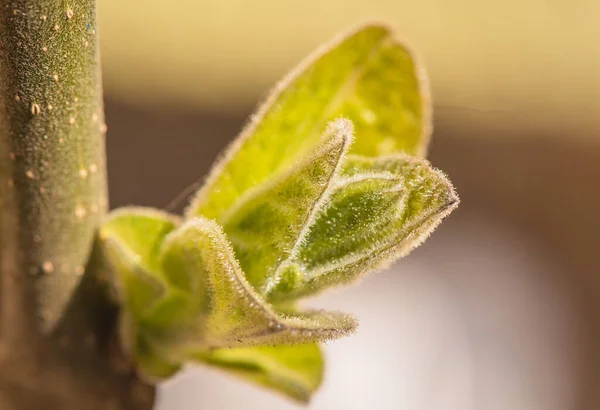 Nova Folha Tronco Árvore Crescimento Mais Rápido Mundo Paulownia — Fotografia de Stock