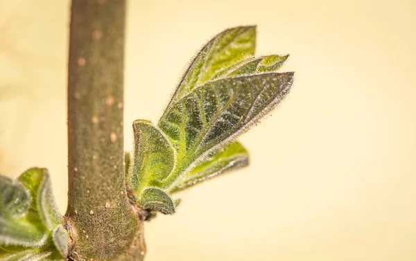 Paulownia Nın Hızlı Büyüyen Ağacının Gövdesinde Yeni Bir Yaprak — Stok fotoğraf