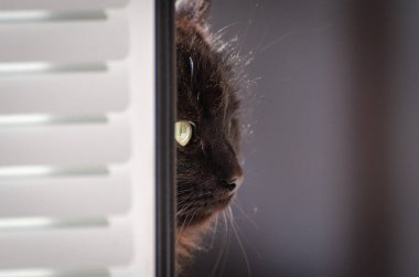 izlerken bir kedi portresi