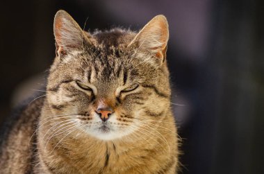 izlerken bir kedi portresi