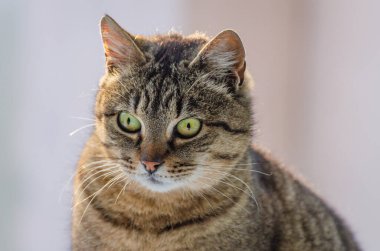 izlerken bir kedi portresi