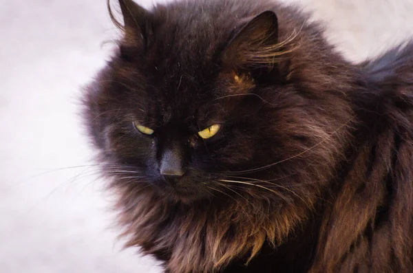 Portrait Watching Cat — Stock Photo, Image