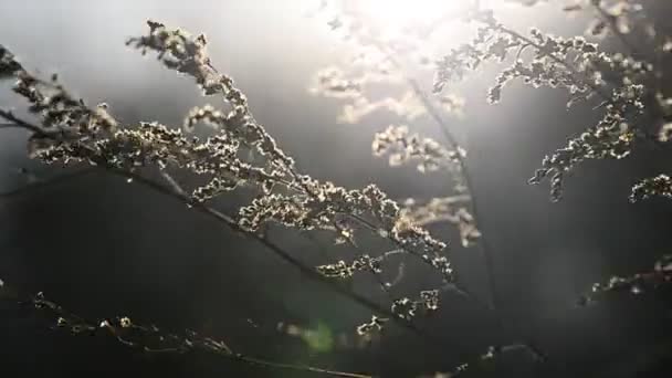 Plante Sèche Brillante Oscille Dans Vent — Video