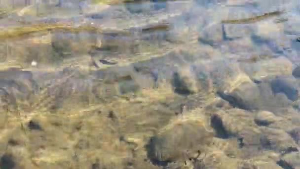 Eau de source claire dans une rivière de montagne 