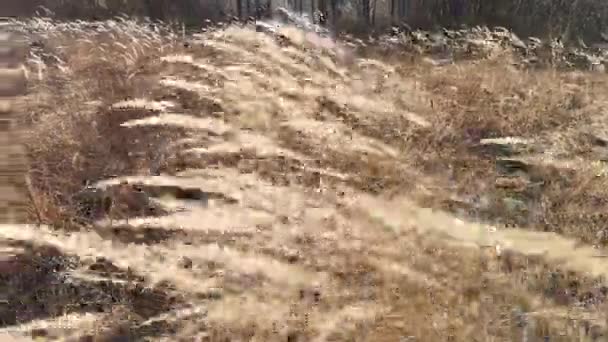 Planta Brilhante Seca Oscila Vento — Vídeo de Stock