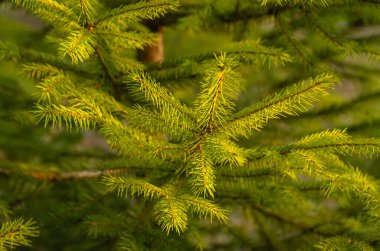Karpatlar 'ın bahar ormanlarındaki ağaçlar.