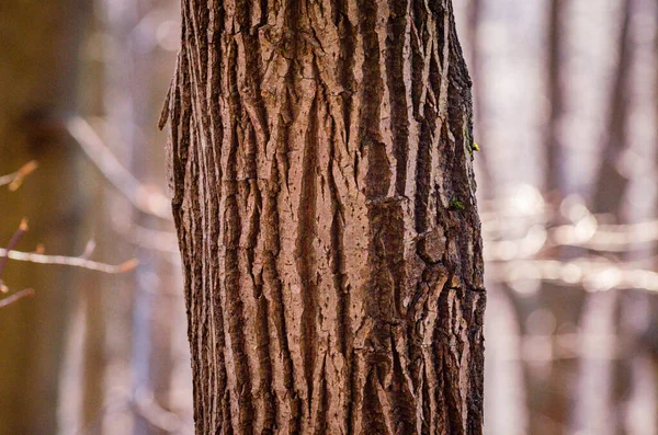 Träd Karpaternas Vårskog — Stockfoto