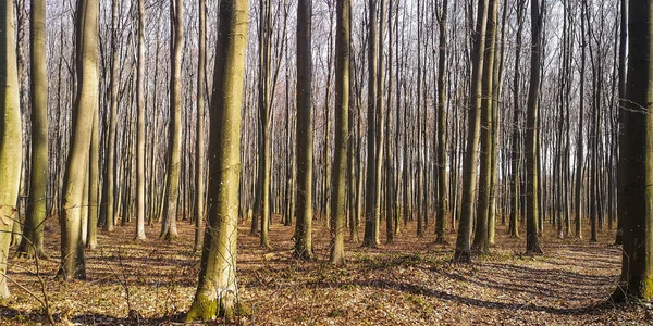 Copaci Pădurea Muntoasă Primăvară Din Carpați — Fotografie, imagine de stoc