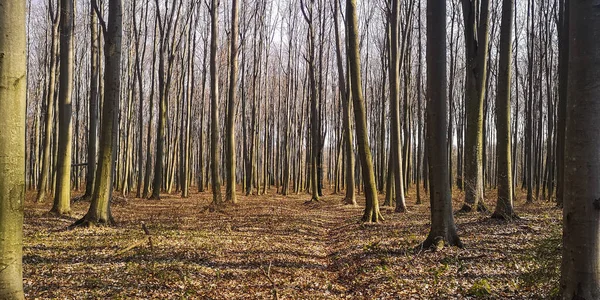 Деревья Весеннем Горном Лесу Карпат — стоковое фото
