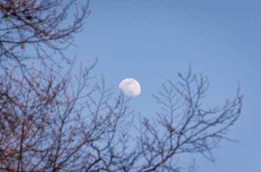 Ağaçların arasından dolunay görünen manzara.