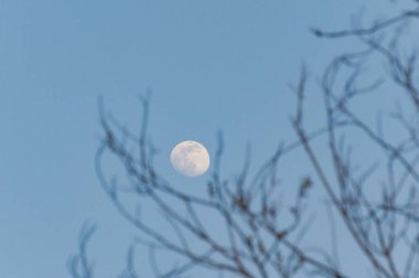 Ağaçların arasından dolunay görünen manzara.