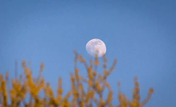 Paisagem Com Uma Lua Cheia Através Das Árvores — Fotografia de Stock