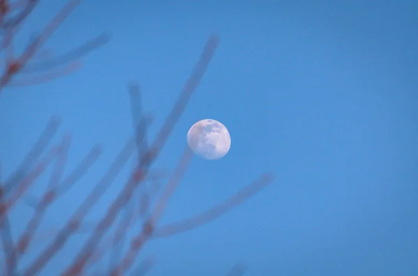 Paisagem Com Uma Lua Cheia Através Das Árvores — Fotografia de Stock