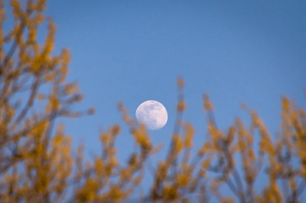 Paysage Avec Une Pleine Lune Travers Les Arbres — Photo