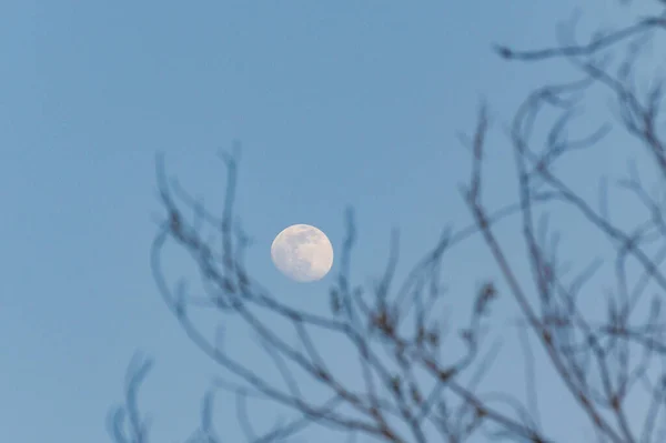 Paysage Avec Une Pleine Lune Travers Les Arbres — Photo