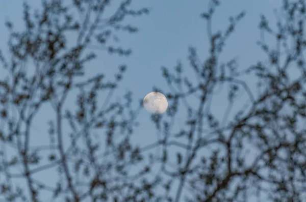 Paisagem Com Uma Lua Cheia Através Das Árvores — Fotografia de Stock