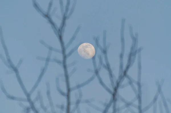 Paisagem Com Uma Lua Cheia Através Das Árvores — Fotografia de Stock