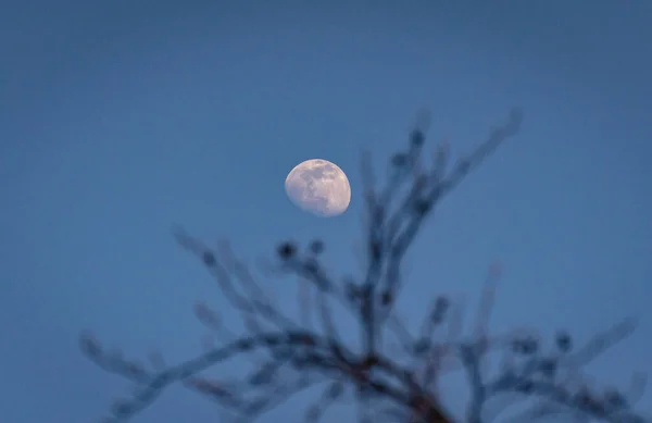 Paysage Avec Une Pleine Lune Travers Les Arbres — Photo