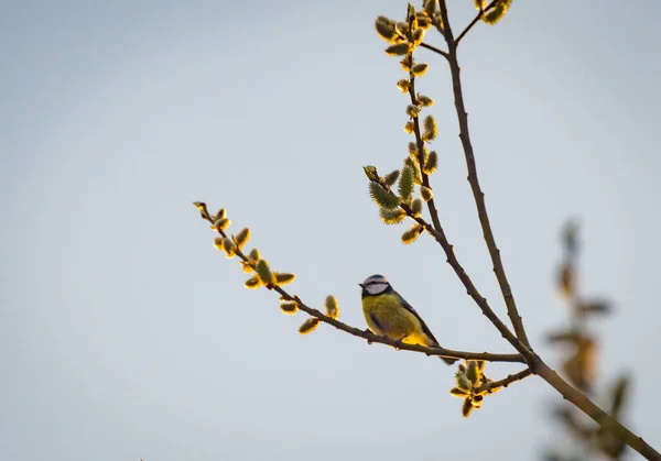 Titmouse Est Assis Sur Arbre Fleurs — Photo