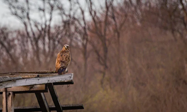 Aigle Royal Prédateur Sauvage Ailé — Photo