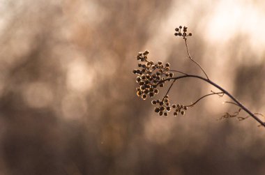 Baharda kuru tarla bitkisi