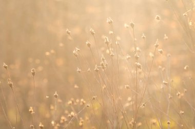 Baharda kuru tarla bitkisi