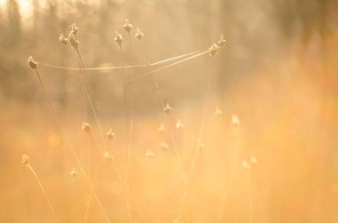 Baharda kuru tarla bitkisi