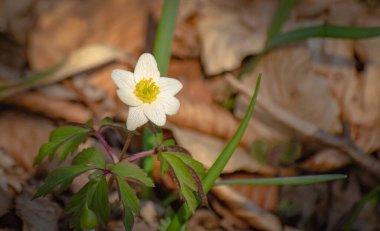 Selamın kırılgan olduğu manzara