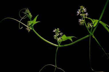 Vahşi çelenk denilen manzara 